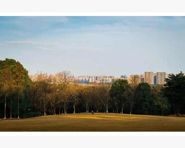 健脾除湿中药方剂：缓解肠胃湿热症状
